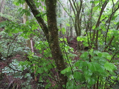 Euptelea polyandra