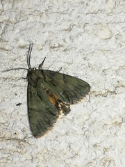 Polyphaenis sericata