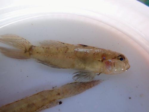 Bighead goby (Drombus globiceps) — Gobiidae — 5