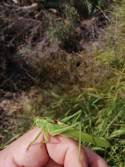 Tettigonia viridissima