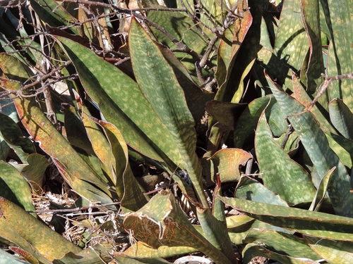 Dracaena hyacinthoides image