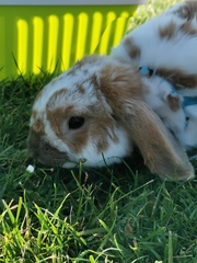 Oryctolagus cuniculus domesticus