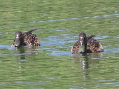 Meller's Duck (Anas melleri), photo 6