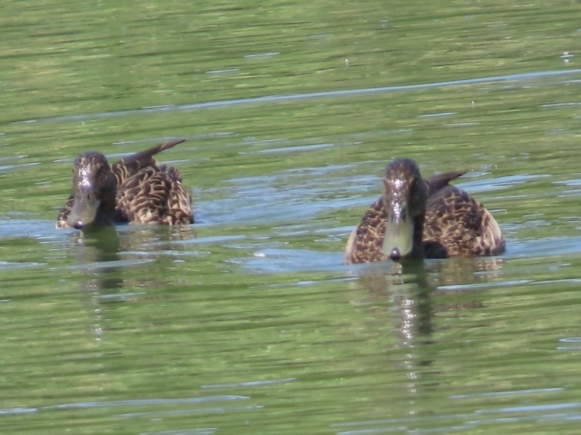 Meller's Duck (Anas melleri), photo 4