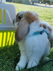 Oryctolagus cuniculus domesticus