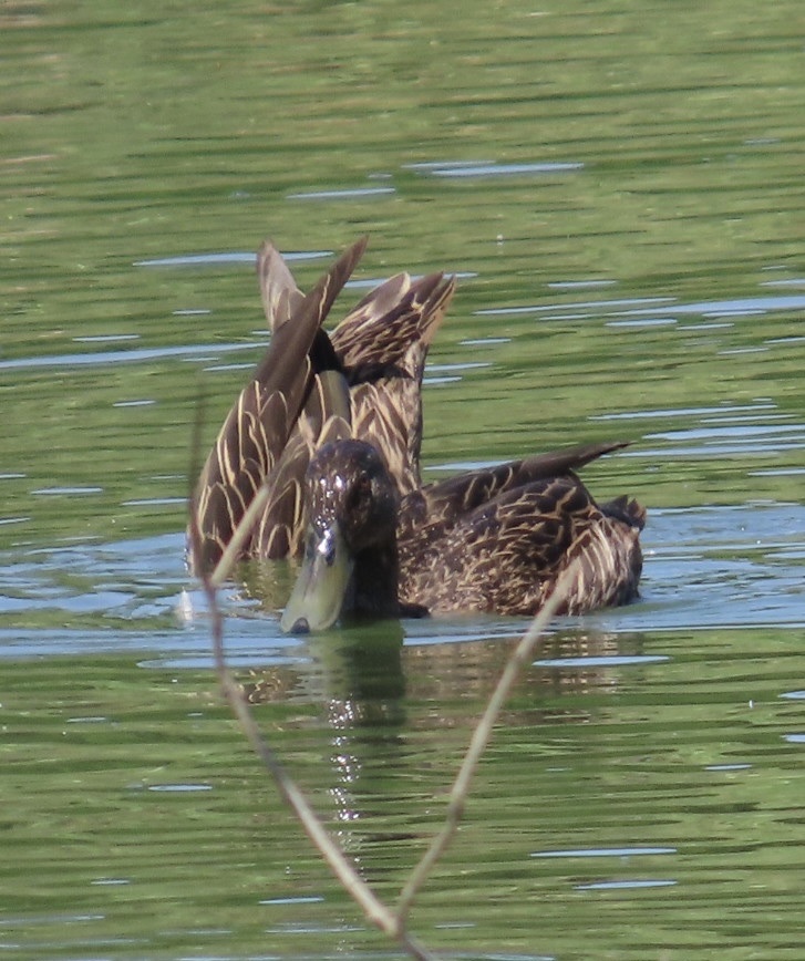 Meller's Duck (Anas melleri), photo 5