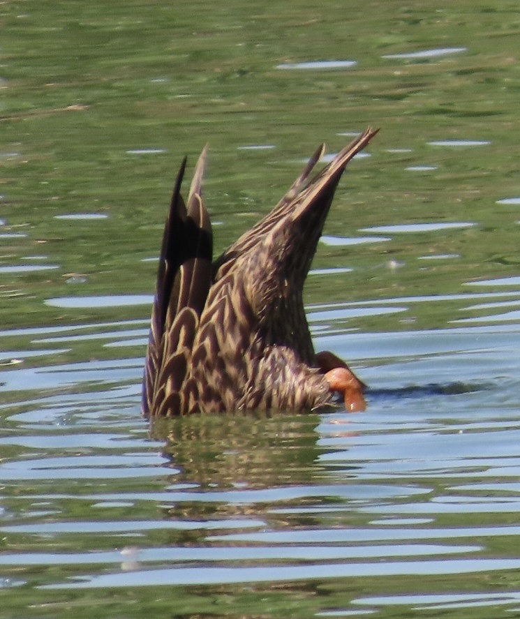 Meller's Duck (Anas melleri), photo 6
