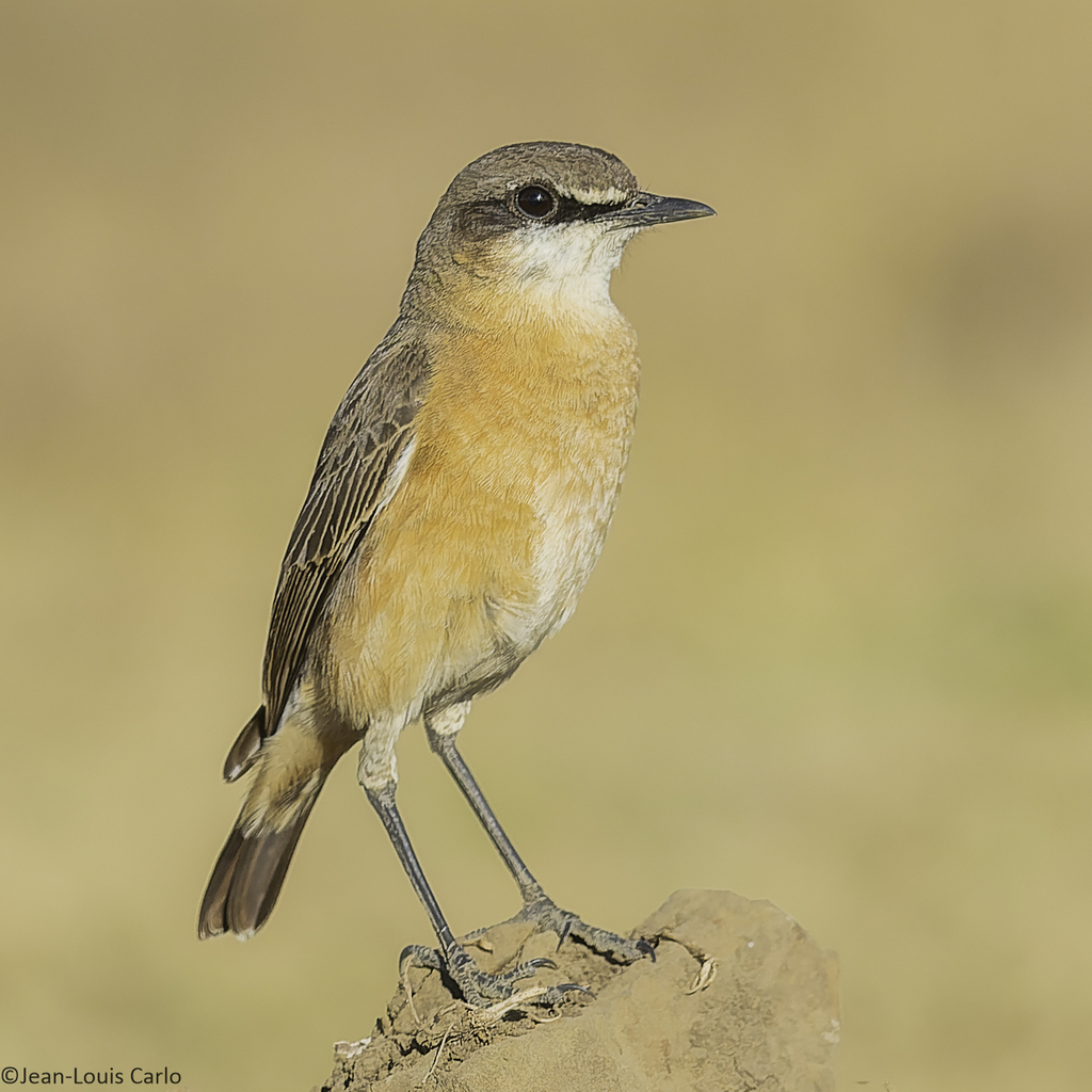 Rusty-breasted Wheatear