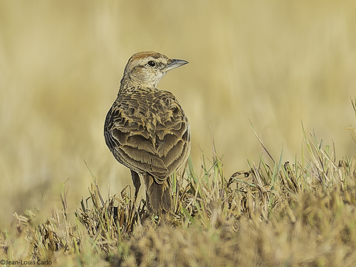 Erlanger's Lark