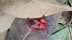 Probergrothius sanguinolens