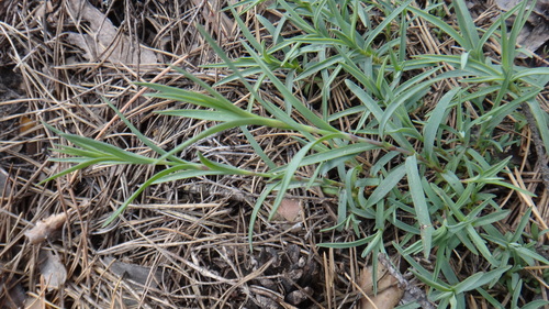 Image of Dianthus arenarius by no rights reserved