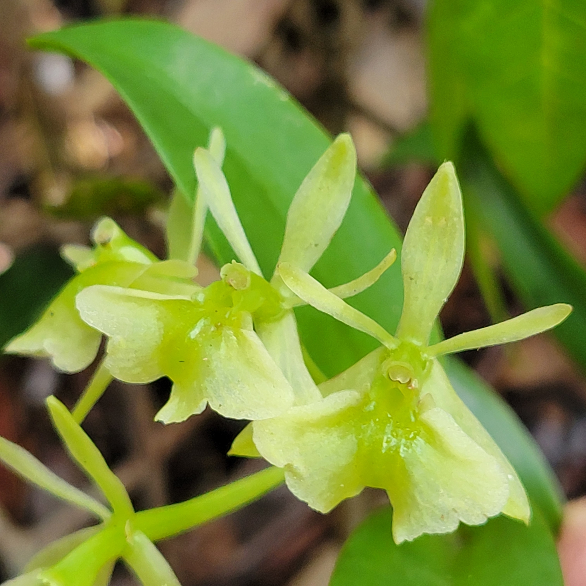 Epidendrum boricuarum
