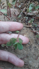 Portulaca oleracea
