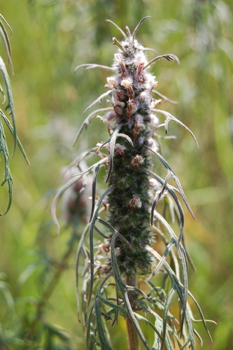 Image of Chinese Motherwort (Leonurus tataricus) by (c) Alexander Dubynin, some rights reserved (CC BY)
