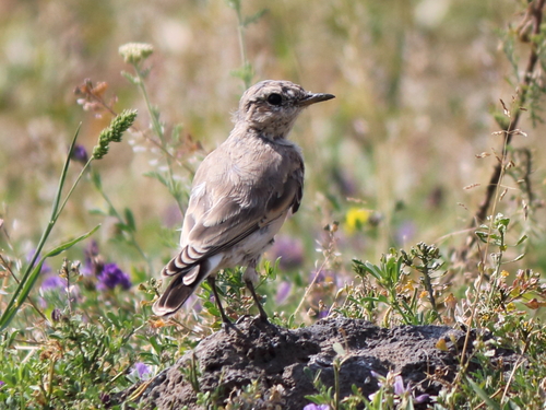 Isabelline Wheatear (Oenanthe isabellina), photo 7