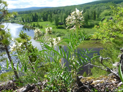 Ural axe-vetch (Astragalus gorczakovskii)