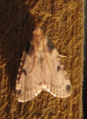 Aglossa costiferalis