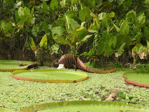 Image of Victoria amazonica by (c) Agustín Zarco, some rights reserved (CC BY)