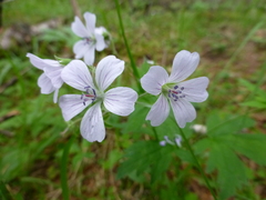 Geranium krylovii