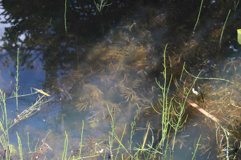 grasswrack pondweed (ADIRONDACK RESEARCH GUIDEBOOK) · iNaturalist