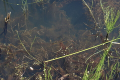Potamogeton compressus