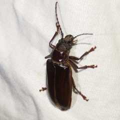 Nothopleurus lobigenis