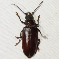 Nothopleurus lobigenis