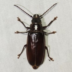 Nothopleurus lobigenis