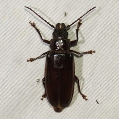 Nothopleurus lobigenis