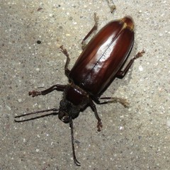 Nothopleurus lobigenis