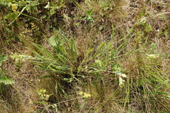 Bupleurum multinerve