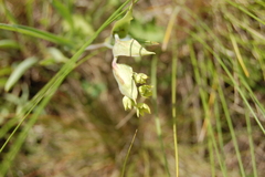 Bupleurum multinerve