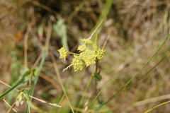 Bupleurum multinerve