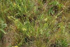 Bupleurum multinerve