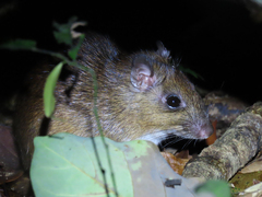Goeldi's Spiny-Rat photo 3