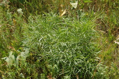 Peucedanum morisonii