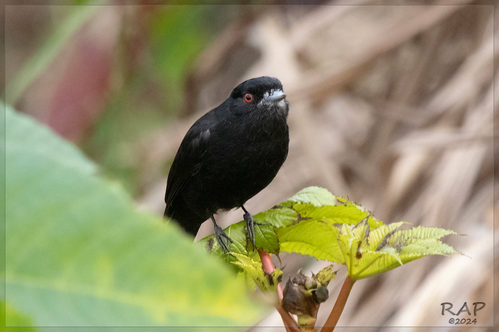 Blue-billed Black-Tyrant illustration