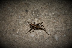 Eupholidoptera smyrnensis