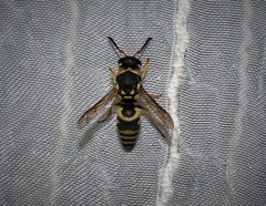 Euodynerus disconotatus