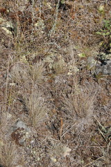 Festuca valesiaca