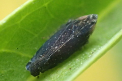 Scaphytopius loricatus