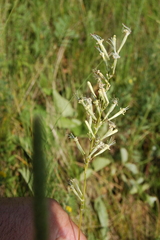 Silene multiflora