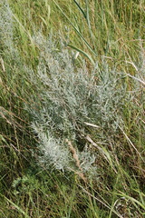 Artemisia dracunculus glauca