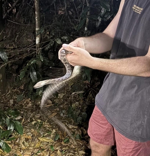 Spotted Python sighting