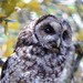 Himalayan Owl - Photo (c) N. Mahathi, some rights reserved (CC BY-NC), uploaded by N. Mahathi
