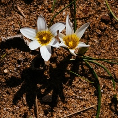 Romulea flava flava