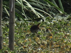 Laterallus melanophaius