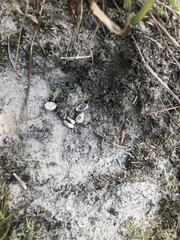 Sceloporus undulatus