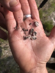 Sceloporus undulatus