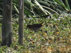 Laterallus melanophaius